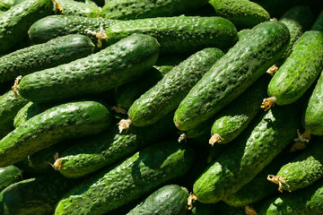 Many green cucumbers, close up