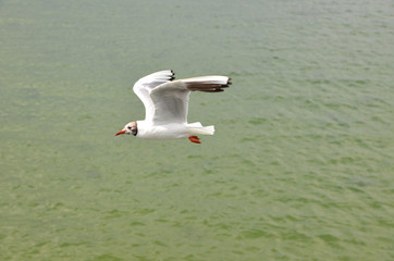 Möwen im Flug