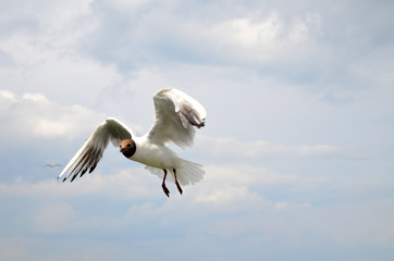 Möwen im Flug