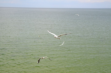 Möwen im Flug