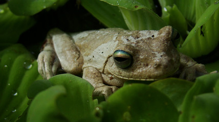 Rana