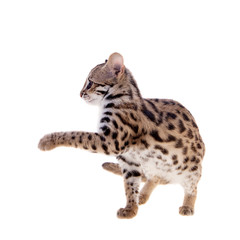 The asian leopard cat on white