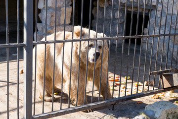 Bear in captivity in a zoo behind bars. Power and aggression in the cage.
