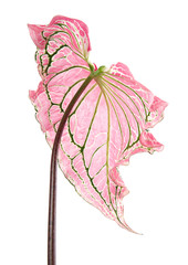 Caladium bicolor with pink leaf and green veins (Florida Sweetheart), Pink Caladium foliage isolated on white background, with clipping path