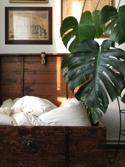 philodendron monstera coy hygge home bedding blanket golden hour