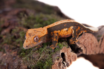 New Caledonian crested gecko on white