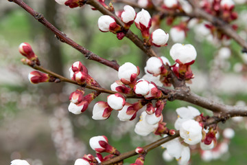 Blossoming spring tree of cherry. Season of cherry blossom.