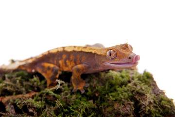 New Caledonian crested gecko on white