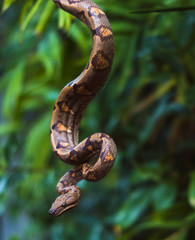 tree snake