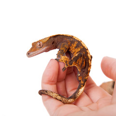 Naklejka premium New Caledonian crested gecko on white