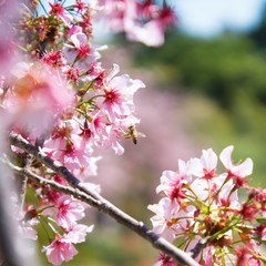 bee sakura