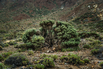 Obraz premium Nationalpark El Teide, Teneriffa, 2017