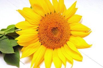 Naklejka premium Sunflowers on a white background