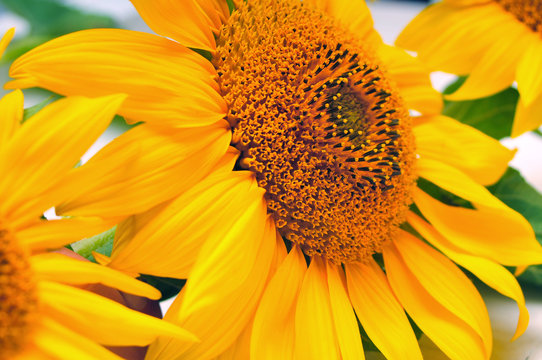 Sunflowers on a white background