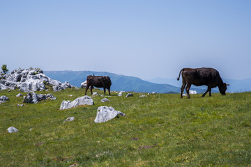 四国カルスト（愛媛県久万高原町）
