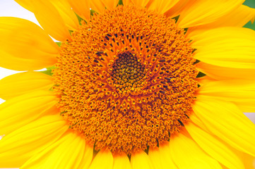 Obraz premium Sunflowers on a white background
