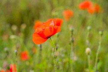Red poppy field in the summertime in Leicester-shire