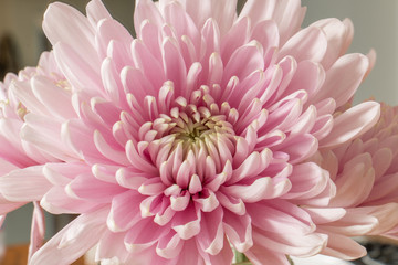 Fototapeta premium chrysanthemum