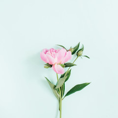 Beautiful pink peony flower on blue background. Flat lay, top view.