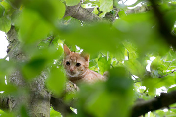 little kitten on a tree