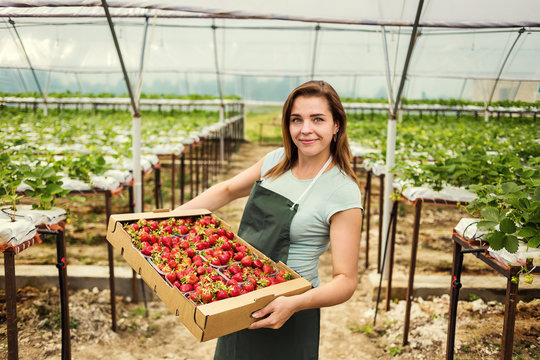 Strawberry growers with harvest,Agricultural engineer working in the greenhouse.Female greenhouse worker with box of strawberries,woman picking berrying on farm,strawberry crop concept