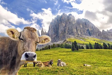 Kuh am Rosengartenmassiv © Michael Rucker