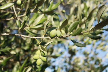 olive