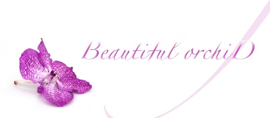 Beautiful orchid on a white background