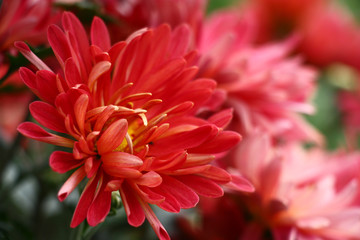 Red chrysanthemums./The chrysanthemum has blossomed. Large flowers with a considerable quantity of red petals have formed a bright stain.