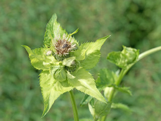 Kohldistel, Kohl-Kratzdistel, Cirsium oleraceum