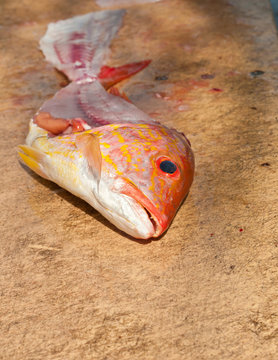 Filleted red snaper head and skeleton on a cleaning station at a public dock on the Gulf of Mexico