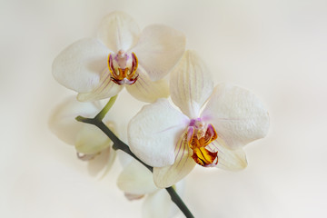 Naklejka na ściany i meble White flowers of orchids phalaenopsis on a light background.