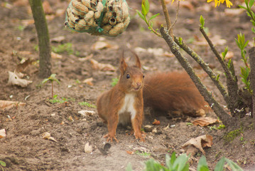 Squirrel eating peanuts