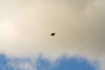 Peregrine Falcon hovering against a cloudy sky
