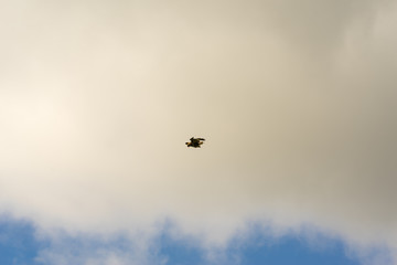 Peregrine Falcon hovering against a cloudy sky