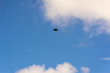 Peregrine Falcon hovering against a cloudy sky