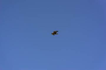 Peregrine Falcon hovering against a cloudy sky