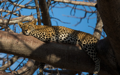 Fototapeta na wymiar Leopard in the trees
