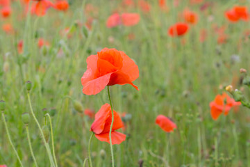 Red poppy field in the summertime in Leicester-shire