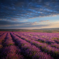 Fototapeta na wymiar Lavender field under blue sky with clouds