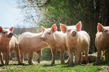 Young pigs grazing on green grass