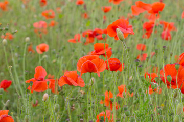 Red poppy field in the summertime in Leicester-shire