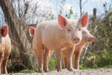 Young pigs graze on the farm