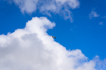 Naklejka na ściany i meble Seagull in flight against a cloudy sky 