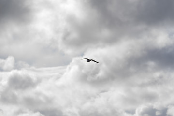 Seagull in flight against a cloudy sky 