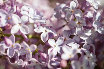 Bez fresh, lilac flowers background