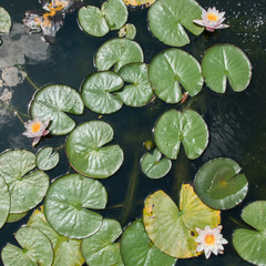 Water lilies in the pond view from the top
