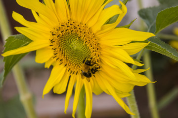 Sunflower close up