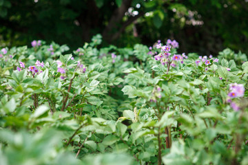 Obraz premium A bush of flowering potatoes in the garden. background