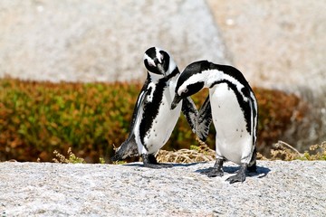 Naklejka premium Penguins at Boulders Beach, South Africa